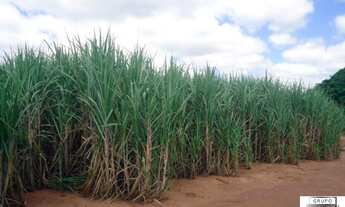 Imagem 3: Fazenda à venda, 1.040 alq por R$ 364.000.000 - Vila Iguacu - Rancharia/SP