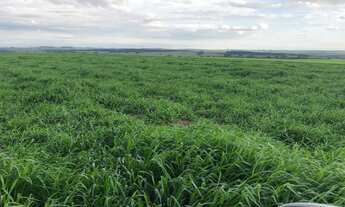 Imagem 2: Fazenda em Pompeia/SP - 1.080 alq