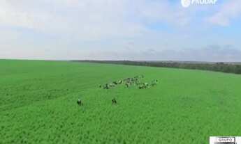 Imagem 6: FAZENDA PRÓXIMO A SANTIAGO DO NORTE - SORRISO / MT