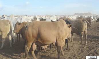 Imagem 7: FAZENDA PRÓXIMO A SANTIAGO DO NORTE - SORRISO / MT