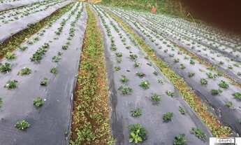 Imagem 5: SITIO RURAL em Piedade - SP, Santos e Paiol