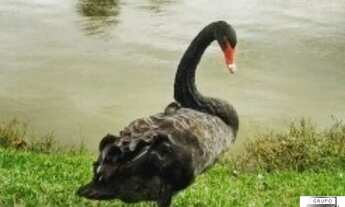 Imagem 7: Casa com 3 dormitórios à venda, 280 m² por R$ 1.250.000 - Jardim Ibiti do Paço - Sorocaba