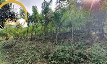 Imagem 4: SITIO RURAL em REGISTRO - SP, Palmeiras