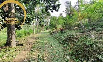 Imagem: SITIO RURAL em REGISTRO - SP, Palmeiras