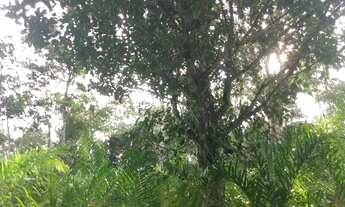 Imagem 5: SITIO RURAL em REGISTRO - SP, Palmeiras