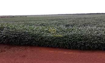 Imagem 7: FAZENDA REGIÃO DE ÁGUA BOA CANARANA