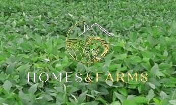 Imagem 3: FAZENDA REGIÃO DE ÁGUA BOA CANARANA