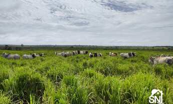 Imagem 5: BELÍSSIMA FAZENDA NO NORTE DO PARA