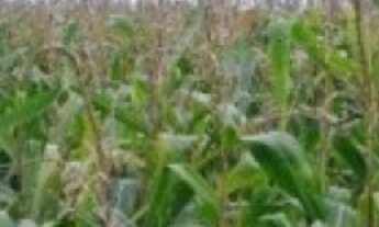 Imagem 7: Fazenda em Primavera do Leste- MT