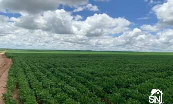 Imagem 2: FAZENDA A VENDA A 70 KM DE PRIMAVERA DO LESTE MT