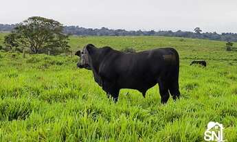 Imagem 4: BELÍSSIMA FAZENDA NO NORTE DO PARA