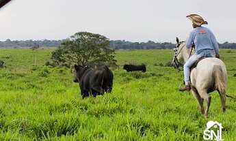 Imagem 2: BELÍSSIMA FAZENDA NO NORTE DO PARA