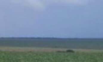 Imagem: Fazenda em Primavera do Leste- MT