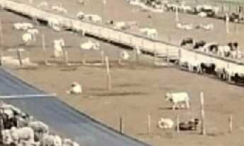 Imagem: BELÍSSIMA FAZENDA NO NORTE DO PARA