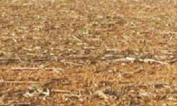 Imagem 3: BELÍSSIMA FAZENDA DIPLA APTIDÃO