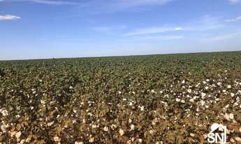 Imagem 4: FAZENDA COM FABRICA DE ÓLEOS VEGETAIS EM NOVA MUTU/ MT