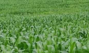 Imagem 7: BELÍSSIMA FAZENDA NO NORTE DO PARA