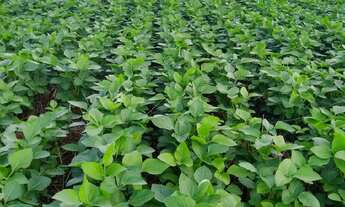 Imagem 7: FAZENDA A VENDA A 70 KM DE PRIMAVERA DO LESTE MT