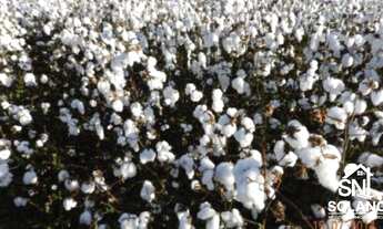 Imagem 7: FAZENDA COM FABRICA DE ÓLEOS VEGETAIS EM NOVA MUTU/ MT