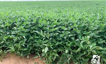 Imagem 5: FAZENDA A VENDA A 70 KM DE PRIMAVERA DO LESTE MT