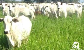 Imagem: Fazenda a Venda no Município de Poconé