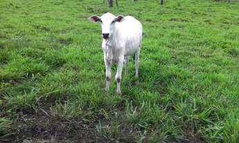 Imagem 5: EXCELENTE FAZENDA EM NOBRES MT