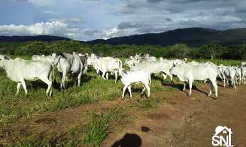 Imagem 5: FAZENDA EM BARRA DO BUGRES MT