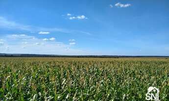 Imagem 3: FAZENDA COM FABRICA DE ÓLEOS VEGETAIS EM NOVA MUTU/ MT