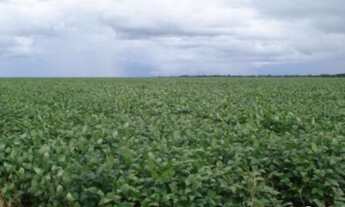 Imagem 5: Fazenda em Primavera do Leste- MT