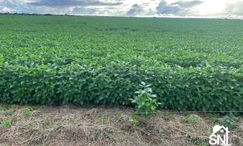 Imagem 2: FAZENDÃO COM PISTA DE POUSO A VENDA NO TOCANTINS