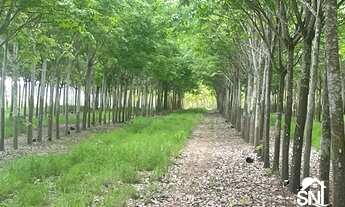 Imagem 3: FAZENDÃO COM PISTA DE POUSO A VENDA NO TOCANTINS