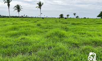 Imagem 5: FAZENDÃO COM PISTA DE POUSO A VENDA NO TOCANTINS