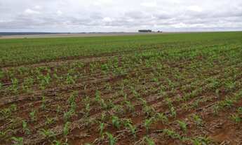 Imagem 4: Fazenda em lavoura em sapezal mt