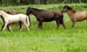 Imagem: FAZENDA NA REGIÃO 120 Caceres