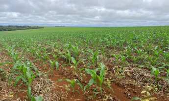 Imagem 3: Fazenda em lavoura em sapezal mt