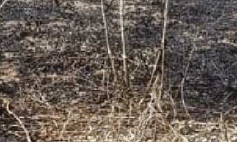 Imagem: Terreno/Lote a Venda em Praia do Cações