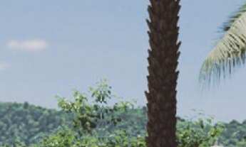 Imagem: LANÇAMENTO! A oportunidade que você sonhava