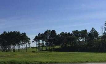 Imagem: Área na Rodovia Castelo Branco (em frente