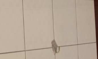 Imagem 3: Belo Sobrado com 3 Dormitórios e Garagem para 2 Carros na Vila Eros ? Oportunidade Imperdí