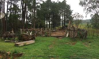 Imagem 7: Oportunidade: Sítio com Muito Verde e Água de Nascente