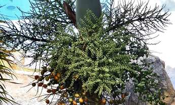 Imagem 6: Paraíso Ecológico em Alphaville: Mansão Sustentável com Vista Deslumbrante