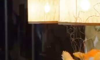 Imagem 3: Casa 3 Suítes,900m² Condomínio Ninho Verde II- Pardinho- SP