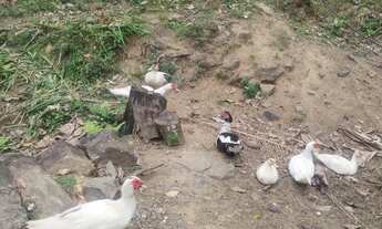 Imagem 7: Sitio à venda em Blumenau/ Indaial -SC, Passo Manso: 5 quartos, 1 sala, 2 banheiros, 38.82