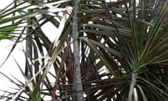 Imagem 3: Casa dos sonhos no Condomínio Alphaville Nova Esplanada 4 com 555M²