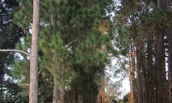 Imagem 3: Área em Aparecidinha com 400mil m²