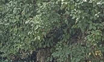 Imagem 6: Terreno à venda na Vila Progresso com 300m²