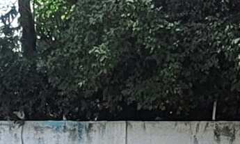 Imagem 5: Terreno à venda na Vila Progresso com 300m²