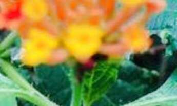 Imagem 5: 4 dormitórios na Avenida Amarilis