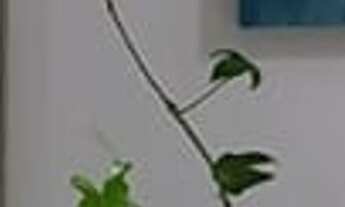 Imagem 2: 1 dormitório na Rua José Bento