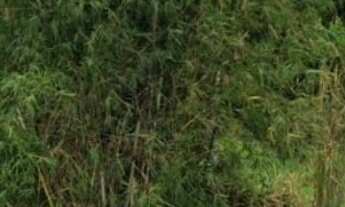 Imagem: TERRENO RESIDENCIAL em MARICÁ - RJ, PONTA